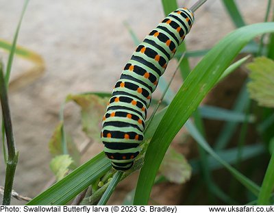 uk safari caterpillars